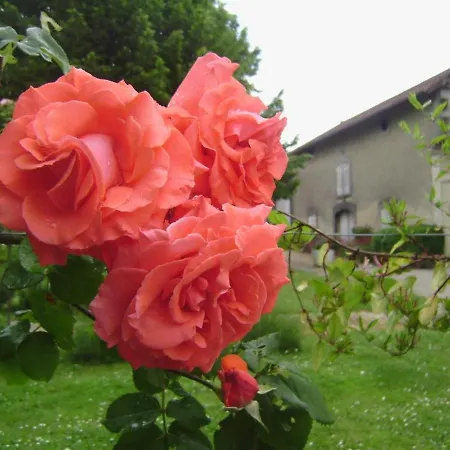 Viticole Avec Jardin Clos, Terrasse, Jeux Et Visites De Distillerie En Charente - Fr-1-653-30 Holiday home